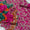 2PC Handmade Chunri Gotta Suit